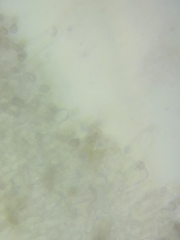 Inocybe fuscicothurnata