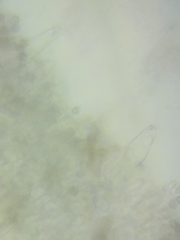 Inocybe fuscicothurnata