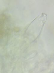 Inocybe fuscicothurnata