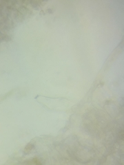 Inocybe fuscicothurnata