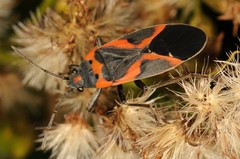 Lygaeus kalmii angustomarginatus