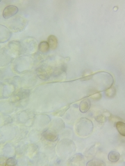 Inocybe fuscicothurnata