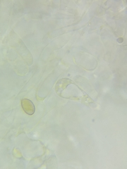 Inocybe fuscicothurnata