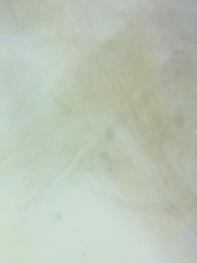 Inocybe fuscicothurnata