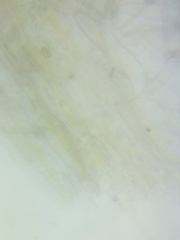 Inocybe fuscicothurnata