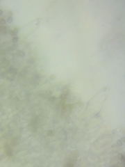 Inocybe fuscicothurnata