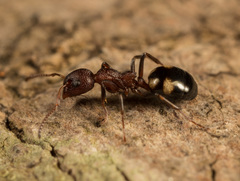 Dolichoderus sibiricus