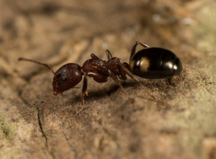 Dolichoderus sibiricus