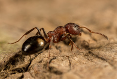 Dolichoderus sibiricus