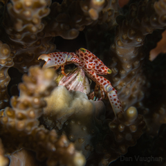 Trapezia rufopunctata