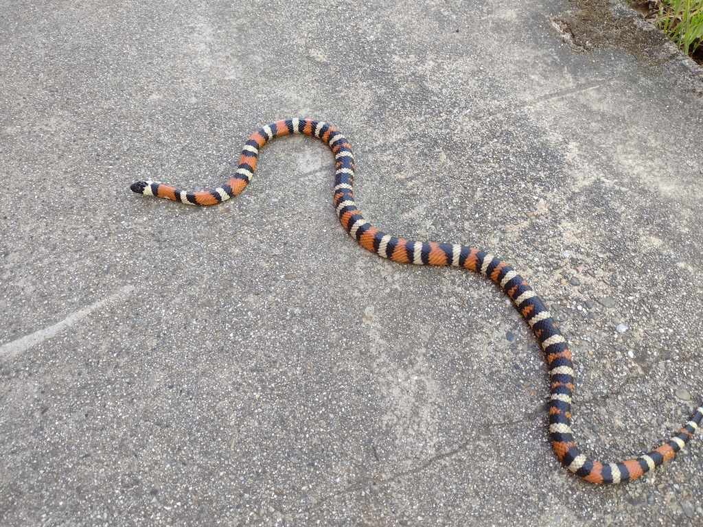 California Mountain Kingsnake In April 2023 By Tyler INaturalist   Large 