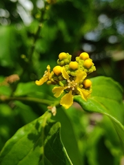 Image of Bunchosia armeniaca