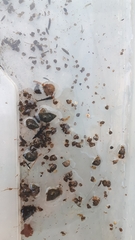 Bithynia tentaculata