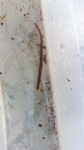 Erpobdella testacea