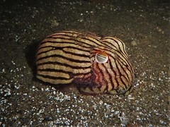 Sepioloidea lineolata