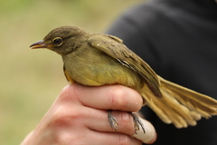 Sombre Greenbul photo 6