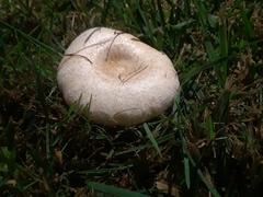 Lactarius pubescens image