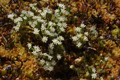 Kelleria dieffenbachii