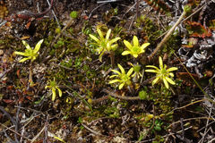 Ranunculus gracilipes