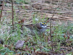 Zonotrichia albicollis image