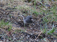 Junco hyemalis image