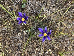 Calydorea xiphioides