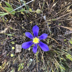 Calydorea xiphioides