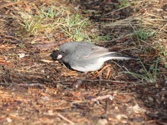 Junco hyemalis image