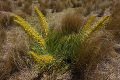 Aciphylla scott-thomsonii