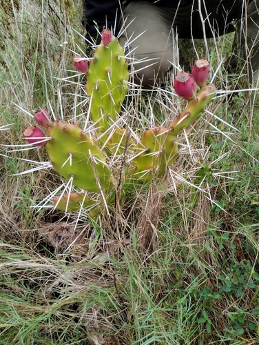 Image of Opuntia elata by (c) Agustina Medina, some rights reserved (CC BY)