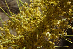 Aciphylla scott-thomsonii