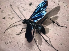 Leptodialepis bipartitus