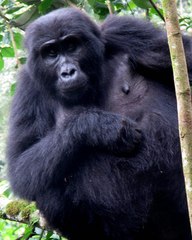 Gorilla beringei beringei