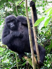 Gorilla beringei beringei