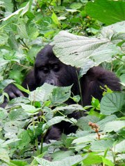 Gorilla beringei beringei