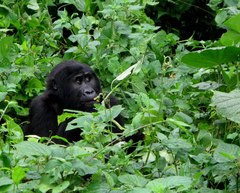 Gorilla beringei beringei