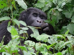 Gorilla beringei beringei