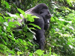 Gorilla beringei beringei