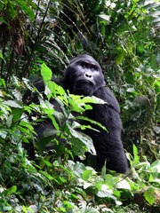 Gorilla beringei beringei
