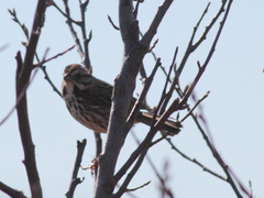 Melospiza melodia image