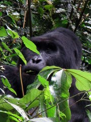 Gorilla beringei beringei