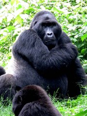 Gorilla beringei beringei