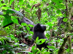 Gorilla beringei beringei