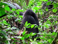 Gorilla beringei beringei