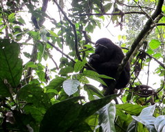 Gorilla beringei beringei