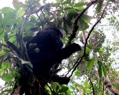 Gorilla beringei beringei