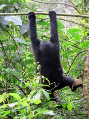 Gorilla beringei beringei