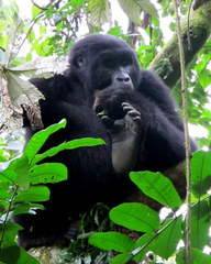 Gorilla beringei beringei