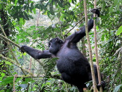 Gorilla beringei beringei