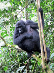 Gorilla beringei beringei